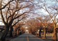 Japanischen Kirschbäume in der Stadt Tomioka. Sie wurde nach der Katastrophe in Fukushima vollständig evakuiert. (Bild: Nakase / Serine)